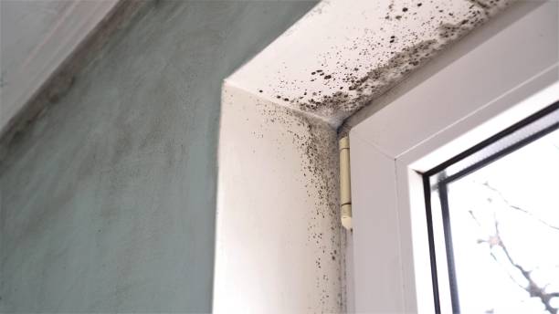 Best Toxic Mold Removal  in Sparks, GA