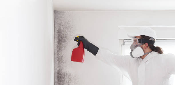 Best Best Mold Removal Companies  in Sparks, GA